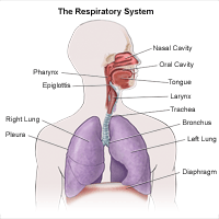 Illustration of the anatomy of the respiratory system