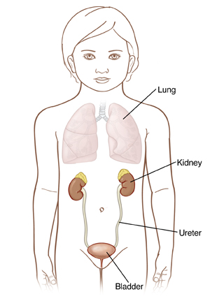 Outline of small child showing lungs, kidneys, and ureters connecting kidneys to bladder.