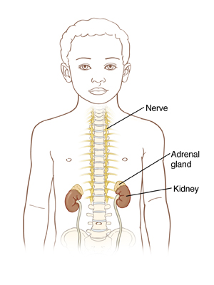 Outline of boy showing spinal column, nerves, adrenal glands, and kidneys.