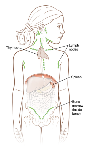 Outline of young girl showing organs inside abdomen, outline of hip bone, and thymus gland in upper center of chest. Spleen is next to upper left curve of stomach. Lymph nodes are small ball-shaped organs in neck, around collarbone, in chest, in armpits, and in groin. Label points out bone marrow inside hip bone.