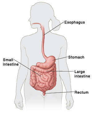 Outline of human figure showing digestive system and pointing out esophagus, stomach, small intestine, large intestine, and rectum.