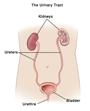 Outline of human torso showing front view of urinary tract.