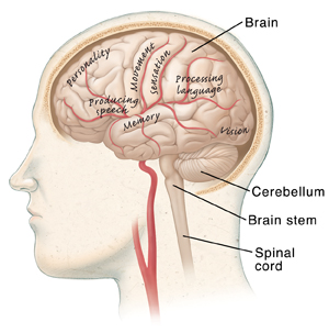 Side view of brain showing cerebellum, brain stem, and spinal cord
