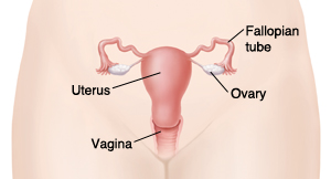 Illustration of the female reproductive system