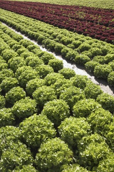 Photo of a field of lettuce greens