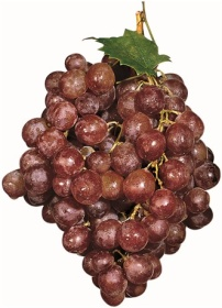 Photos pf a bunch of red grapes