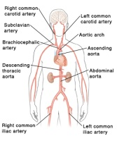 Location of Aortas and Arteries in the Body