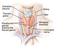 Illustration of the thyroid gland and its location