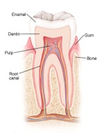 Illustration of a human tooth