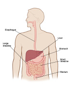 Illustration of adult digestive tract