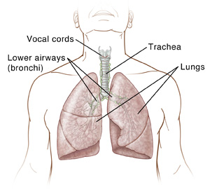  Front view of a male torso showing the vocal cords, larynx, lymph nodes; trachea; bronchi, and lungs..