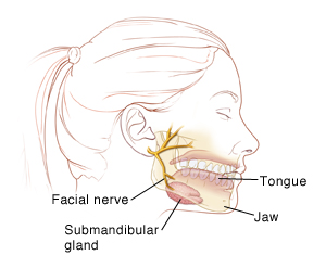 Side view of head showing submandibular gland and facial nerve.