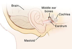 Side view of the head showing mastoid bone, ear, and inner ear structures.