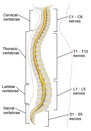 Side cut view of male torso and spinal vertebral column showing the spinal cord and spinal nerves.