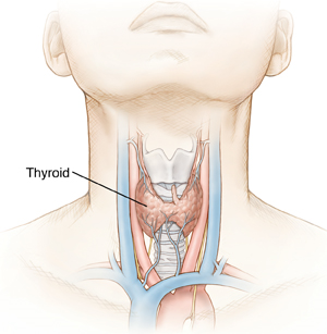 Front view of neck showing thyroid gland.