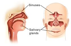 Illustration of the sinuses
