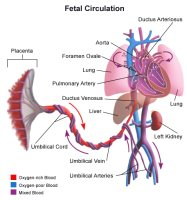 Illustration of blood flow, or circulation, in a fetus.