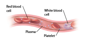 Cross section of vessel showing normal blood cells.