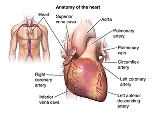 Illustration showing anatomy of the heart and area of body where the heart is located.