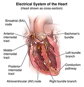 Cross section of the heart showing electrical pathways