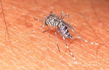 Aedes Mosquito