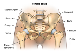 Anatomy of the female pelvis showing the sacroiliac joint, the sacrum, the coccx, the femur,the pubic symphysis, the pubis, the ischium, the ilium, and the iliac crest