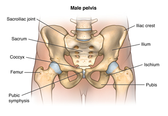 Anatomy of the male pelvis showing the sacroiliac joint, the sacrum, the coccyx, the femur, the pubic symphysis, the pubis, the ischium, the ilium, and the iliac crest