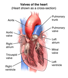 Anatomy of the heart showing the valves