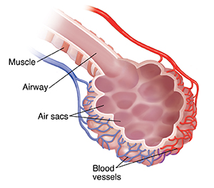 How Your Lungs Work