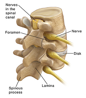 vertebral column discs