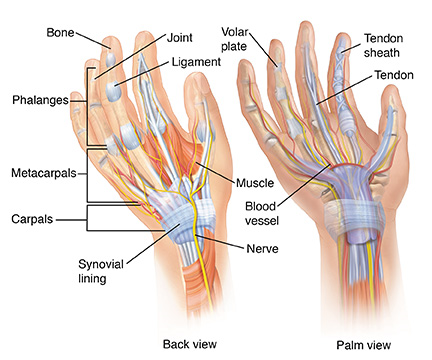 Front and back view of hand showing anatomy.