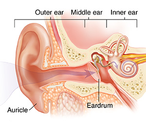 Cross section of ear showing outer, inner, and middle ear.