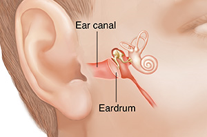 Partly turned face showing inner ear structures.