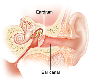 Cross section of child's ear showing outer, inner, and middle ear structures.
