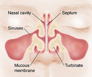 Front view of face showing sinuses and septum.