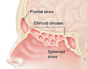 Side view of head showing sinuses.