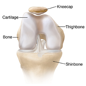 Front view of bent knee showing normal cartilage.