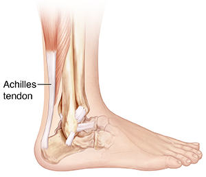 Side view of bones of lower leg and foot showing ligaments and Achilles tendon.