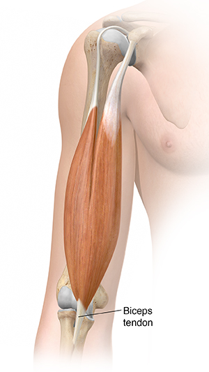 Front view of upper arm showing biceps muscle.