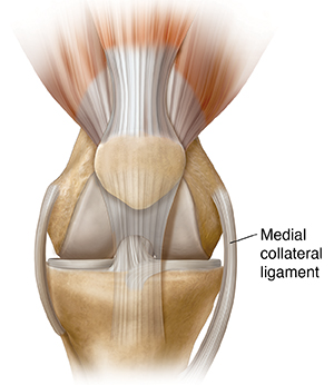 Front view of knee joint.
