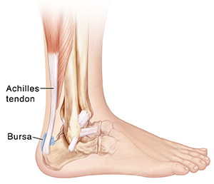Side view of bones of lower leg and foot showing ligaments, Achilles tendon, and subcutaneous calcaneal bursa.