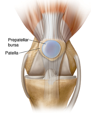 Front view of normal knee joint showing prepatellar bursa.