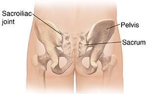 Back view of male buttocks with pelvic bones ghosted in.