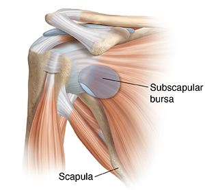 Front view of shoulder joint with muscles showing subscapular bursa.