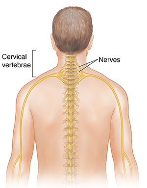 Back view of upper body showing spinal cord with nerves going down arms.