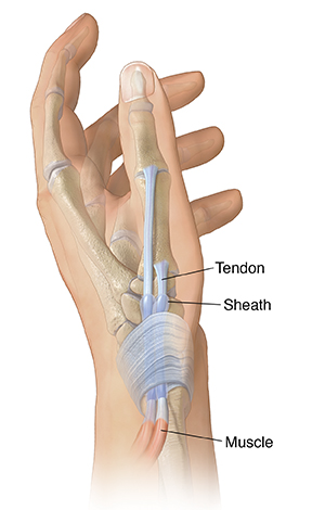 Side view of hand showing tendons in base of thumb.