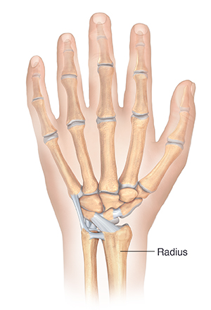 Back view of hand showing bones and ligaments.