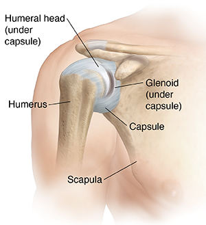 Front view of shoulder joint showing capsule.