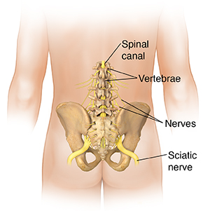 Back view of male body showing pelvis and lumbar nerves.