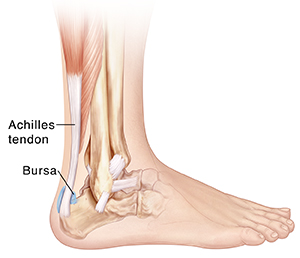 Side view of bones of lower leg and foot showing ligaments, Achilles tendon and retrocalcaneal bursa.